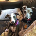 Stanley and Elsie - @stanley_and_elsie_igs - Instagram