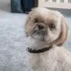 Elsie - @elsiestonefab1234567 - TikTok