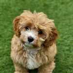 Elsie Stone - @ourcavapooelsie - Instagram