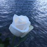 Elane - @elsi_elane_stringer - Instagram