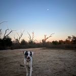 Elsie- Sweet blind foster 🐶🐾🦴🌸🦄🌈 - @renegadeelsie - Instagram