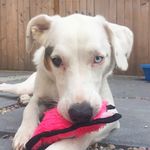 Elsie Sweetpea - @elsie_sweetpea - Instagram