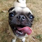 Shawn Patrick - @elsie_sweet_pea_the_pug - Instagram