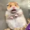 Elsie Thackeray - @elsie.thackeray42 - TikTok