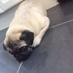 Elsie Webster - @elsiepug30 - Instagram