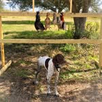 Elsie May Wick - @elsiethebirddog - Instagram