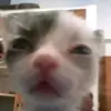 Elsie Yip - @els.i.e - TikTok