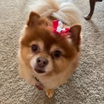 Elspeth Mann - @pennylane_thepom - Instagram