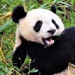 Elspeth Martin - @elsie_panda08 - Instagram