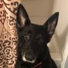 ELSA The Shepherd - @elsatheshepherd - TikTok