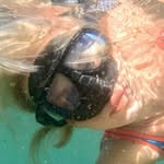 Elspeth Stevenson - @elspethstevenson_sea_nerd - Instagram