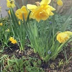 Elspeth Thomas - Facebook
