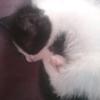 Liz victoria Cuaresm - @kingelston - TikTok