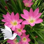 Elsy Calix - Facebook