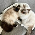 Elton & Bailey - @canditias.sacredbirman - Instagram