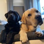 🖤black and yellow💛 - @sir.elton_mr.murphy - Instagram