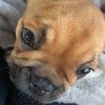 Bruno Elton Scar Murphy - @brunoeltonscarmurphy - Instagram