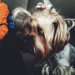 Elton Erl Mladshij 🐶👑 - @elton_small - Instagram