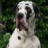 Eltjo - @eltjowerkman - TikTok