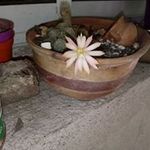 elva benavides - @benavideselva - Instagram