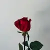 Elva Chen - @elva.chen71 - TikTok