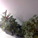 Elva Holguin - Facebook