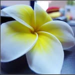 Elva Huang - @elva.huang.85 - Instagram