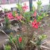 Elva Navarrete - Facebook
