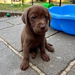 Alfie Pearson - Facebook