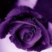Elvia Sanchez Rios - Facebook