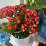Elvia Roque - @elviaroque6 - Instagram