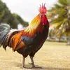 Elvin Lobo - @elvin.lobo - TikTok