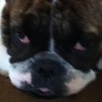 Elvin Rosado - @mybigfatbulldog - Instagram