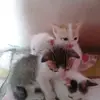 Elvin roy - @elvin.roy1 - TikTok