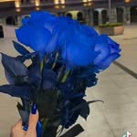elvinroya - @elvin.roya - Instagram