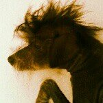 Elvira, mistress of the bark. - @princesselviraunclebeard - Instagram