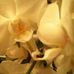 Elvira Conrad - Facebook