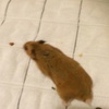 Elvira_Manzon - @elvira_manzon - TikTok
