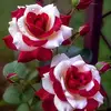 Elvira mora - @elvira.mora20 - TikTok
