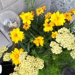 Elvira Schmidt - Facebook