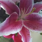 Elvira L Singleton - Facebook