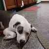 Hi - @elvisbowman6 - TikTok