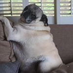 Otis Elvis Bradley - @otis_the_pug3 - Instagram