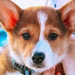 Sir Winston Elvis Bunch I - @sirwinstonelvis - Instagram
