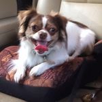 Elvis Byrd - @elvis.the.chihuhua - Instagram