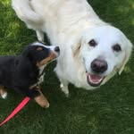 Lola, Ozzy and Elvis Cannon - @the3cannonamigos - Instagram