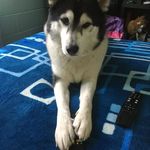 Elvis_cookie - @elvis_cookie - Instagram