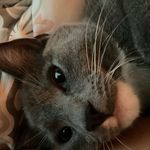 Nora Sandal - @cookie_and_elvis - Instagram