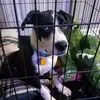 Cooper And Elvis - @cooper.and.elvis - TikTok