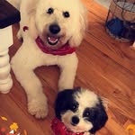 Elvis & Cooper - @elvis_cooper_brothers - Instagram